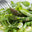 Super Green Salad