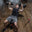 Building a Bigger Chest - MaxiNutrition