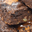 Maximuscle Rocky Road Brownies