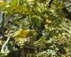 Kale Crisps Recipe