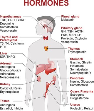 The hormones involved in the endocrine system